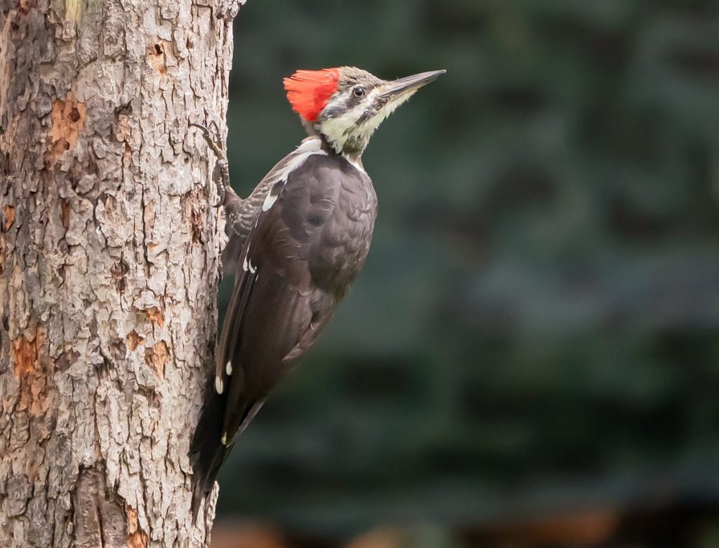 Bird Genus - Pileated Woodpecker